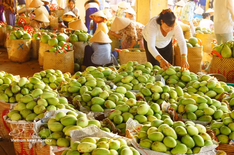 Los mangos de la provincia de Dong Thap se exportan a numerosos países. (Foto: VNA)