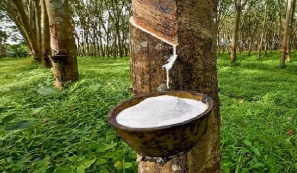 Foto de ilustración. (Fuente: news.vrg.vn)