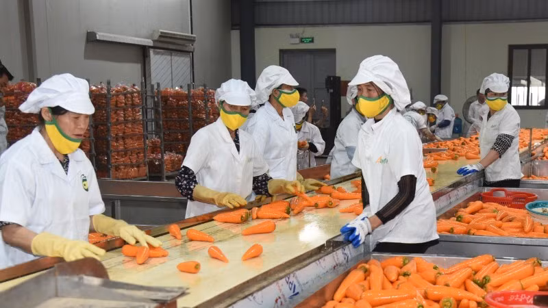 Vietnam saca provecho a multimillonarias exportaciones de verduras y frutas en los primeros nueve meses de 2025. (Foto: Nhan Dan)