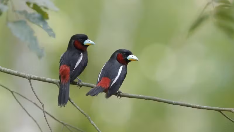 El concurso internacional de fotografía de aves Vietnam BirdRace 2026 se celebrará del 8 al 10 de mayo. (Foto: Comité organizador del evento)
