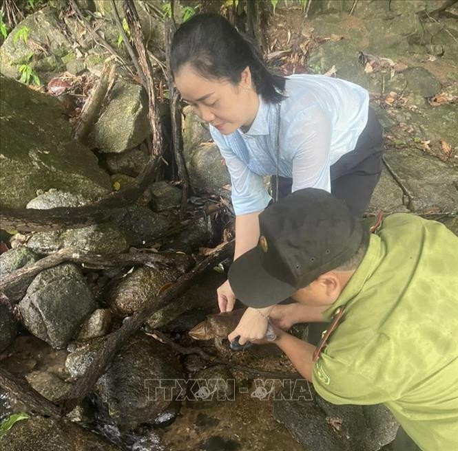 Liberan una rara tortuga de cabeza grande en su hábitat natural en la provincia vietnamita de Quang Ngai. (Foto: VNA)