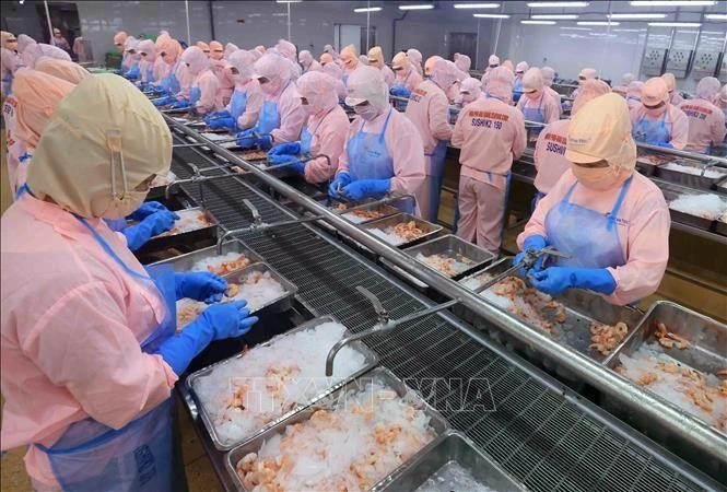 En una planta procesadora de camarones vietnamitas. (Fotografía: VNA)