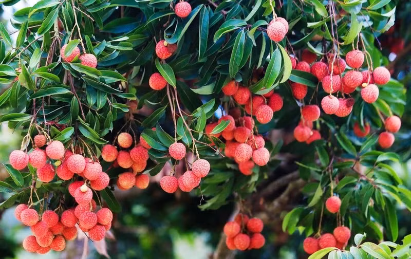 Bac Giang tiene una superficie de 16 mil hectáreas de lichi producidas según los estándares VietGAP, 204 hectáreas según los estándares GlobalGAP y 10 hectáreas de producción orgánica. (Fotografía: tapchicongthuong.vn)