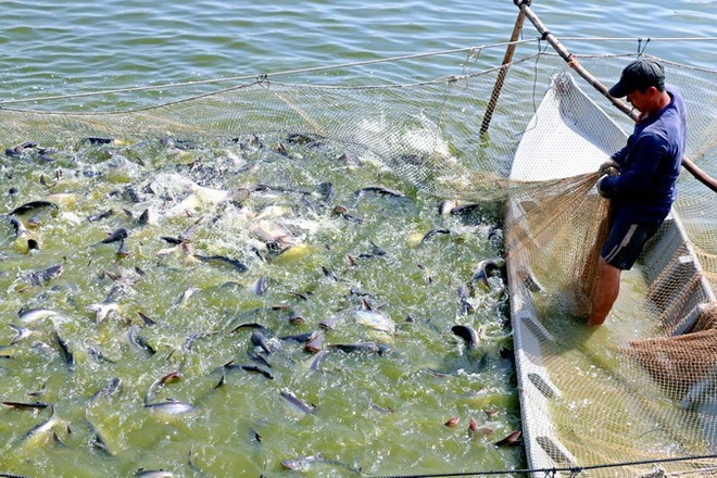 Cultivo del pescado pangasius en la provincia vietnamita de Dong Thap. (Foto: VNA)