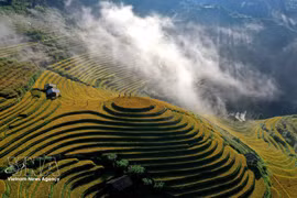Arrozales en terrazas en la provincia de Lao Cai. (Fuente: VNA)