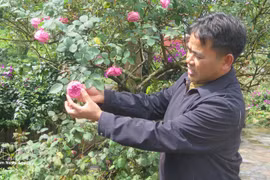 Do Phu Chinh, residente del barrio de Sa Pa, en la provincia norteña de Lao Cai, ha domesticado y propagado cerca de 100 variedades diferentes de rosas antiguas. (Fuente: VNA)