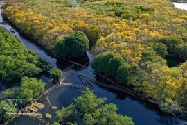 El manglar Ru Cha. (Foto: VNA)