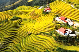 Arrozales en terrazas del barrio de Ha Giang 1, en la provincia de Tuyen Quang. (Foto: VNA)