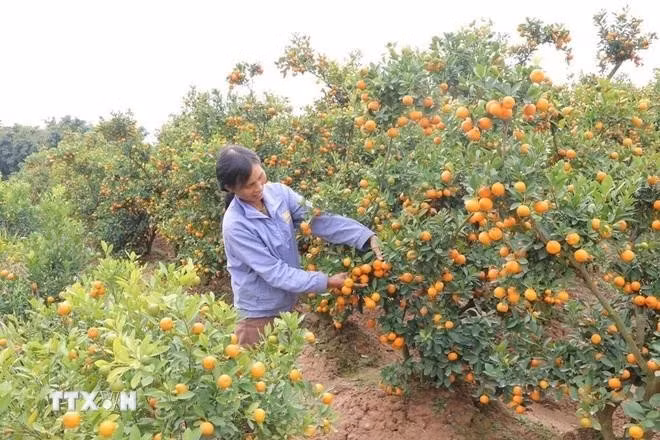 En el jardín de Duong Thi Lap, unos 200 árboles están listos para la celebración. (Foto: VNA)