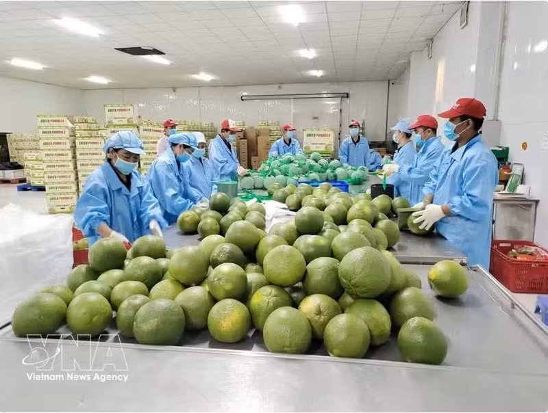 Procesamiento de pomelos para exportación en la fábrica Kim Thanh (comuna de Giao Long, provincia de Vinh Long). (Foto: VNA)