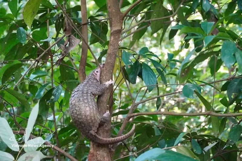 El pangolín de 2,5 kilogramos fue liberado en su hábitat natural en buen estado de salud. (Foto: VNA)