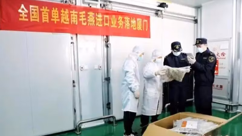 La Aduana de la ciudad de Xiamen inspecciona el primer envío de nidos de pájaro crudos importados de Vietnam. (Foto: Chinanews.com.cn)