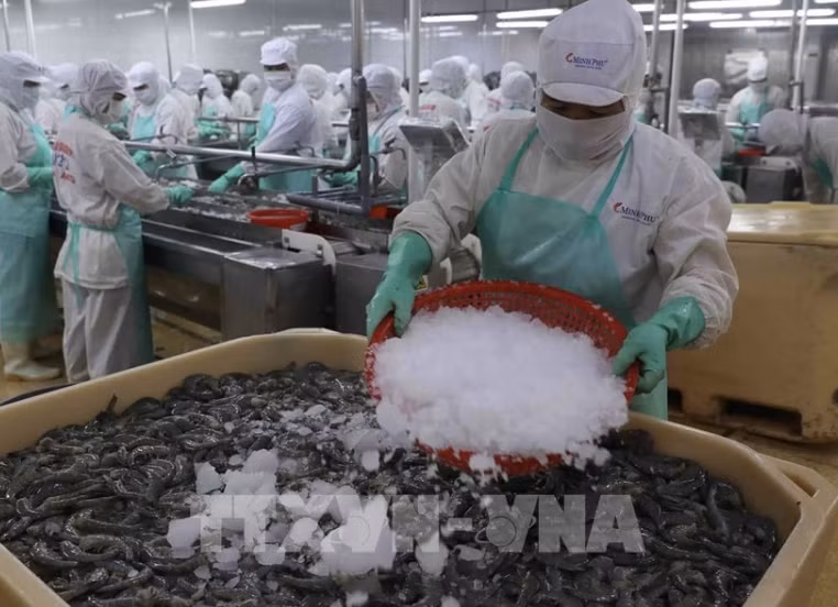 Procesamiento de camarones para exportación (Foto: VNA)