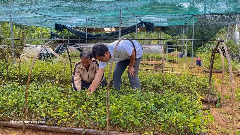 Los miembros de la Cooperativa de Hierbas Medicinales de Anh Duong (comuna de Tay Giang) cuidan las plántulas de hierbas medicinales. (Foto: VNA)