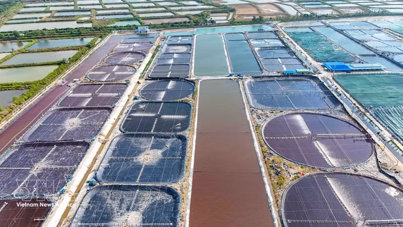 Zona de cultivo intensivo de camarones de la empresa Marisco Limpio de Vietnam (Foto: VNA)