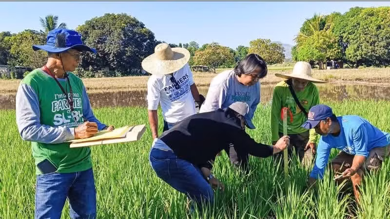 Expertos filipinos investigan soluciones para mejorar la eficiencia de la producción arrocera. (Foto: PIA.GOV.PH)