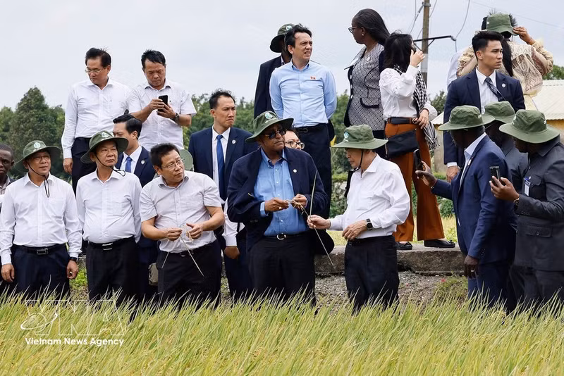 El presidente de la Asamblea Nacional de Vietnam, Tran Thanh Man, y su homólogo de Costa de Marfil, Patrick Achi, visitan un campo de demostración de variedades de arroz prometedoras para la cosecha de verano-otoño de 2026. (Foto: VNA)