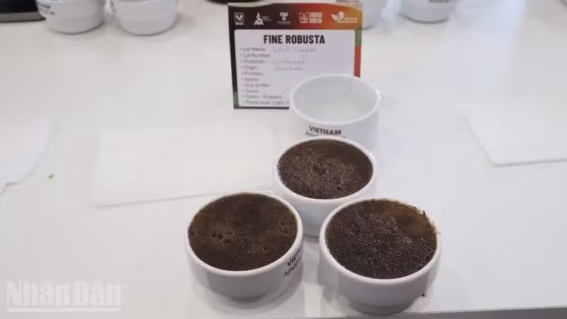 Café de especialidad Dak Lak Fine Robusta.