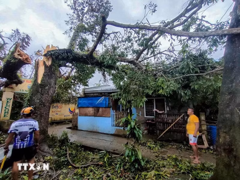 Un árbol derribado por el tifón Bualoi en la provincia de Masbate, en Filipinas, el 26 de septiembre de 2025. (Foto: VNA)