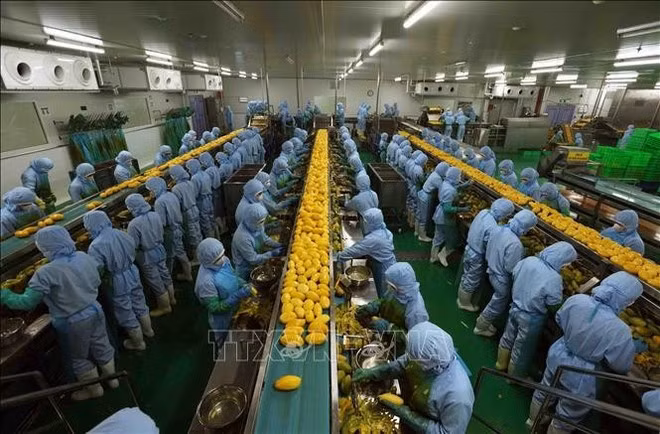 Cadena de procesamiento de productos agrícolas para exportación a Japón, Estados Unidos y Europa en la empresa B'LaoFood (provincia de Lam Dong). Foto: VNA
