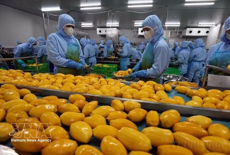 Procesamiento de productos agrícolas para la exportación por la empresa B'LaoFood. (Foto: VNA)