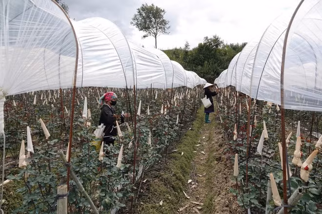 El cultivo de rosas ayuda a los residentes de Mu Cang Chai a superar la pobreza de manera sostenible (Foto: VNA)