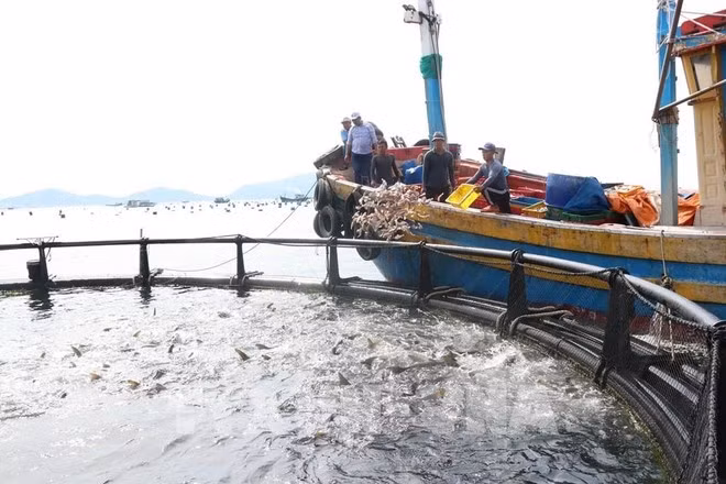 En la provincia de Khanh Hoa (Fuente: VNA)