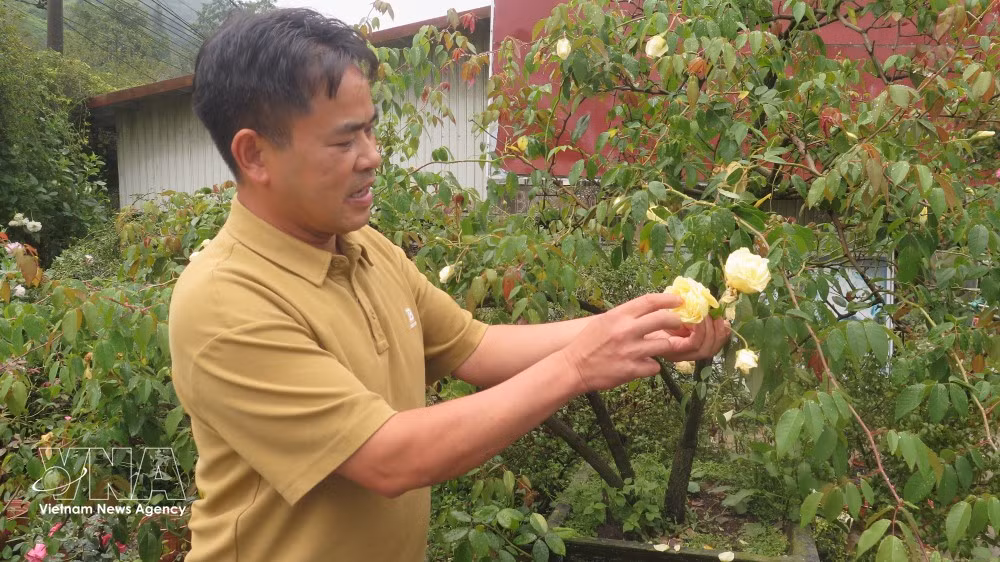 Do Phu Chinh, residente del barrio de Sa Pa, en la provincia norteña de Lao Cai, ha logrado crear un destino de turismo agroecológico con una elevada rentabilidad económica. (Fuente: VNA)