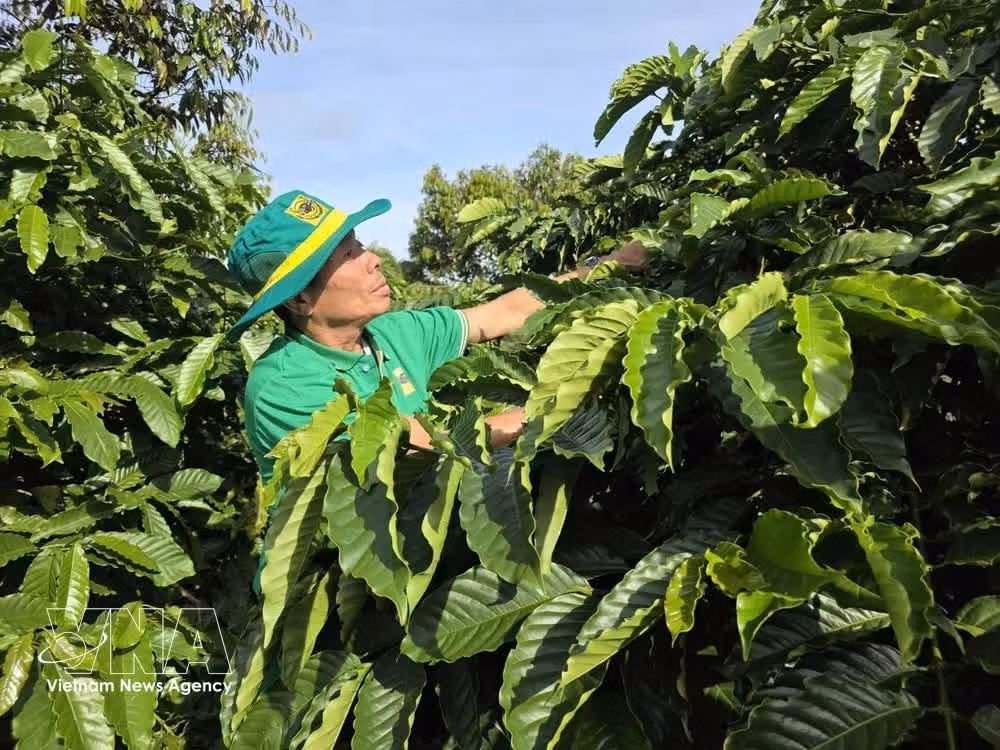 Las plantaciones de café que aplican modelos de cultivo inteligente en Gia Lai están mostrando resultados prometedores, aumentando la productividad y reduciendo los costos de inversión. (Foto: VNA)