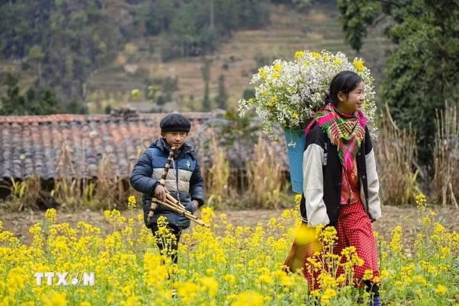Brillantes flores de colza (Foto: VNA)