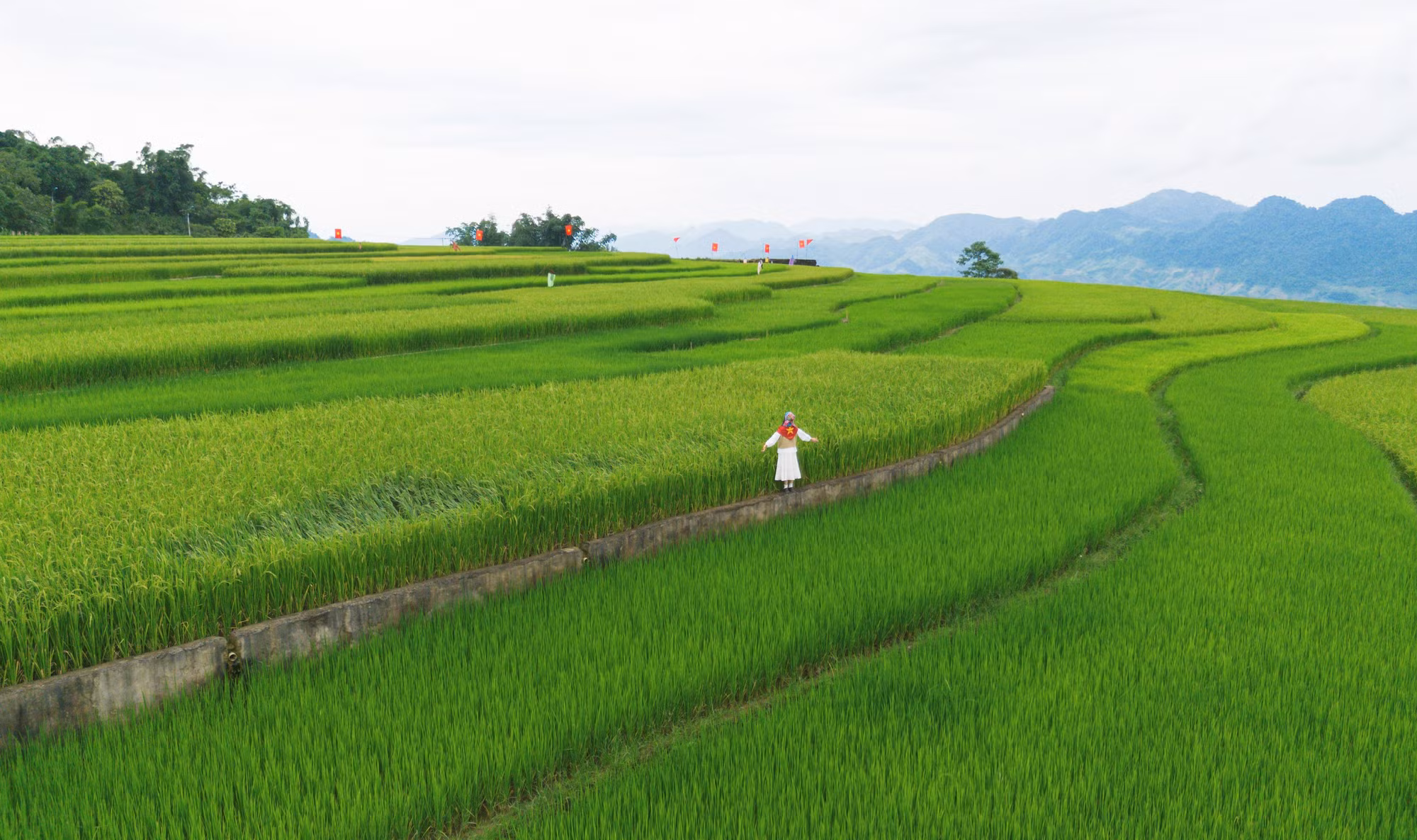 Para apreciar plenamente la belleza del arroz verde joven y sumergirse en el aire limpio de esta región del noroeste, se recomienda a los visitantes que vayan temprano por la mañana (de 6:00 a 8:00) o a última hora de la tarde (de 15:00 a 17:00).