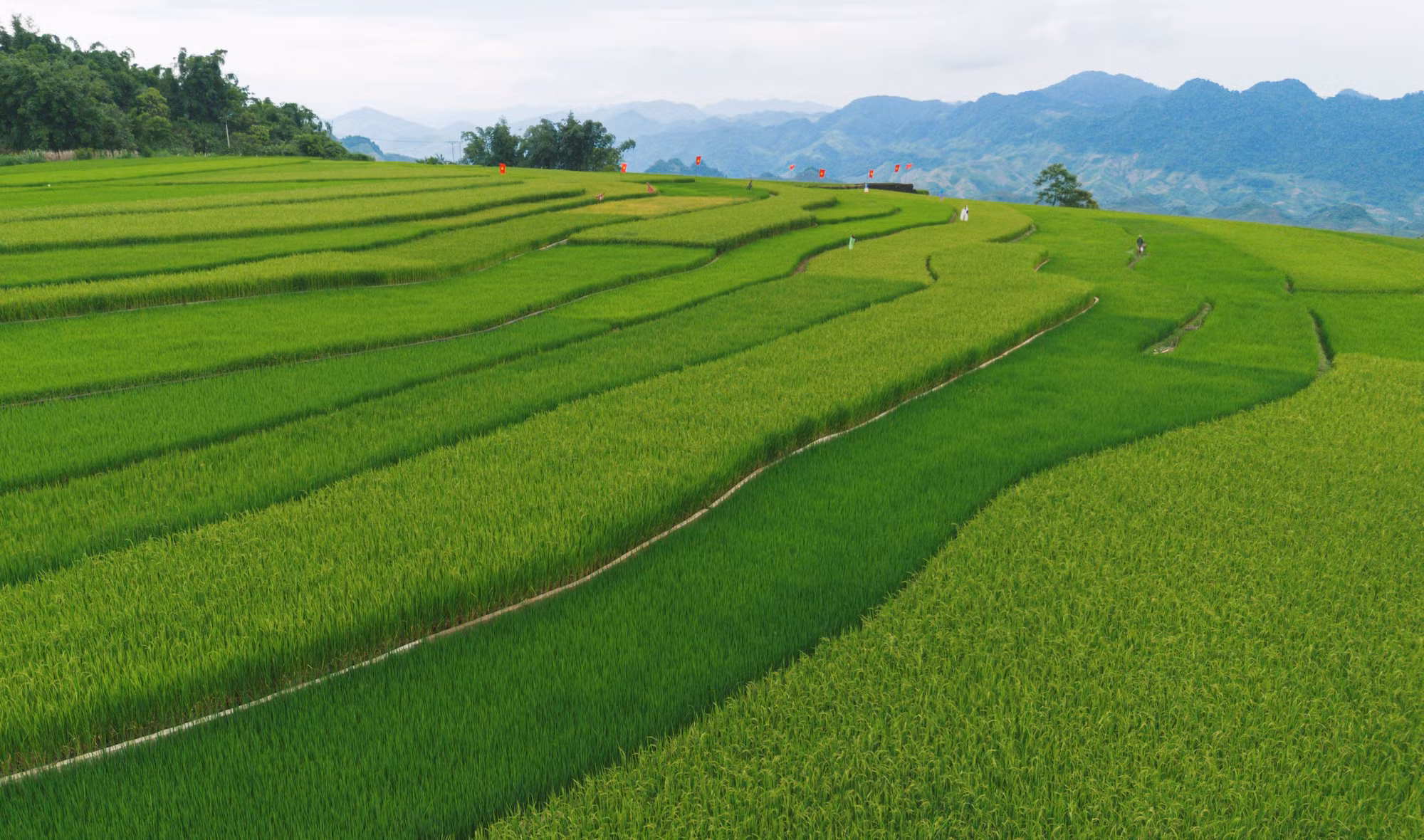 Los tonos verdes del arroz parecen alfombrar las suaves terrazas del pueblo Suoi Lin.
