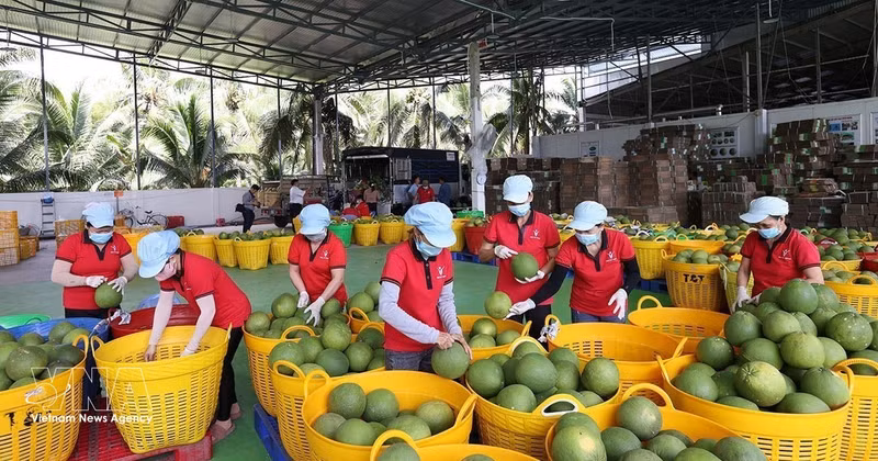 Clasifican pomelos para exportación. (Foto: VNA)