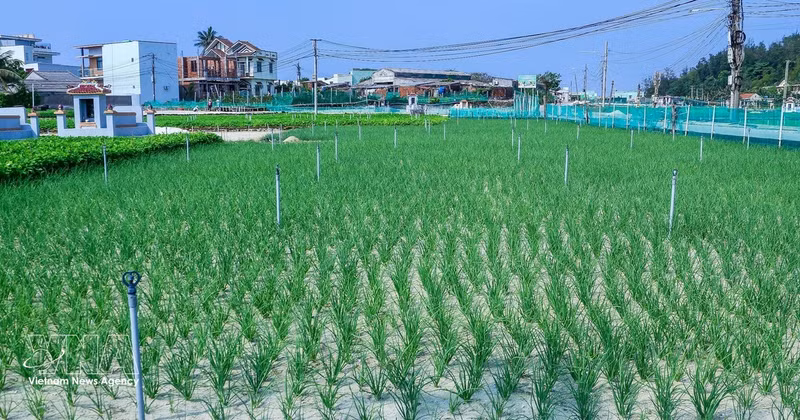 Cebollas y ajos de la Zona Económica Especial de Ly Son en un viaje para realzar la calidad de los productos agrícolas. (Foto: VNA)