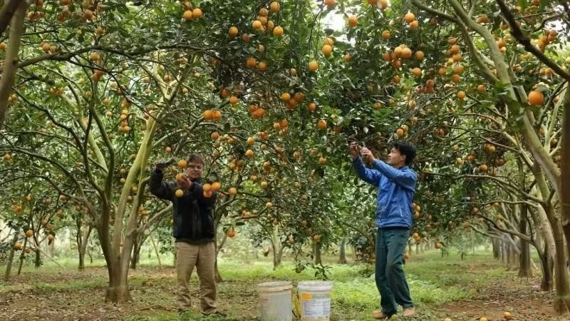 En cultivo de naranja. (Fuetne: VNA)