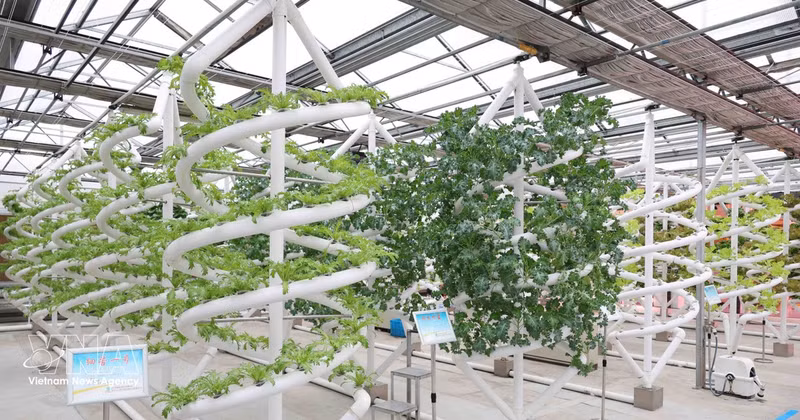 Modelo inteligente de cultivo y propagación de variedades vegetales en el Parque Nacional de Ciencia y Tecnología Agrícola de Jiansanjiang, provincia de Heilongjiang. (Foto: VNA)