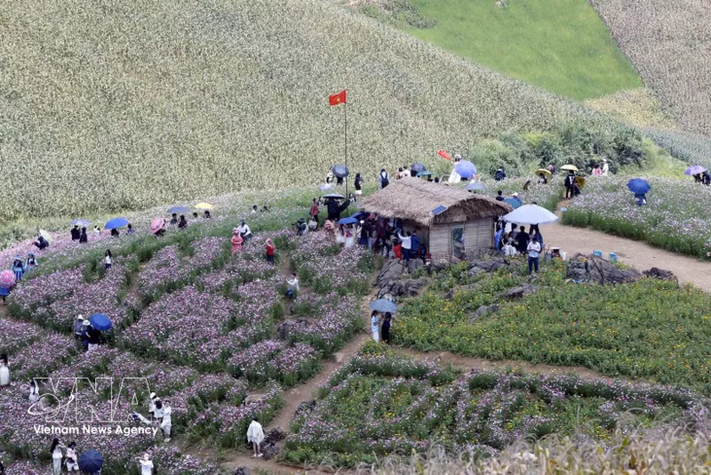 Numerosos habitantes y visitantes de Vietnam y Laos participan en las actividades culturales, deportivas y turísticas en la comuna de Long Sap, provincia de Son La. (Foto: VNA)