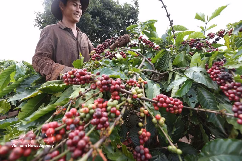 Cosecha de café por la Compañía Cafetera 706 (Corporación Cafetera de Vietnam) en el distrito de Ia Grai, provincia de Gia Lai. (Foto: VNA)