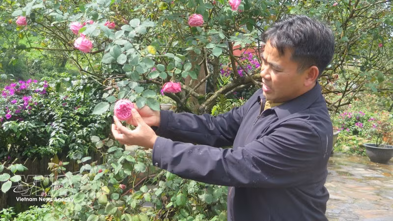 Do Phu Chinh, residente del barrio de Sa Pa, en la provincia norteña de Lao Cai, ha domesticado y propagado cerca de 100 variedades diferentes de rosas antiguas. (Fuente: VNA)