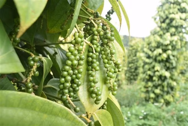 Las principales exportaciones de Vietnam a Egipto incluyen computadoras, productos y componentes electrónicos, mariscos, pimienta, hilo, café y otros productos agrícolas. (Foto: VNA)