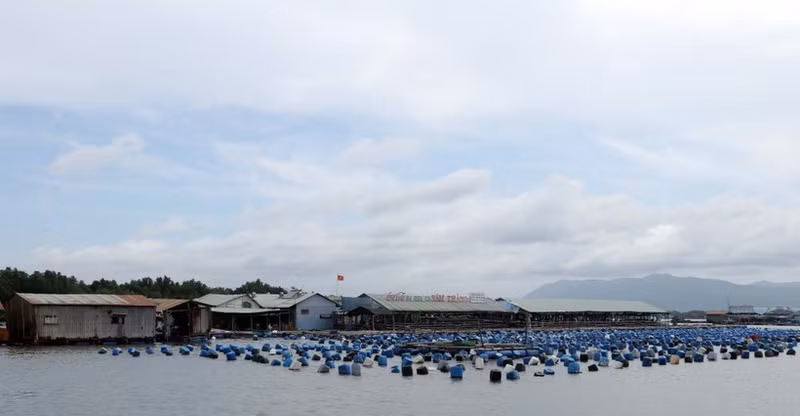 Las granjas de mariscos del río Rang (comuna de Long Son) se han modernizado y beneficiado enormemente de la transformación digital, utilizando la tecnología en la producción y la venta en línea. (Foto: VNA)