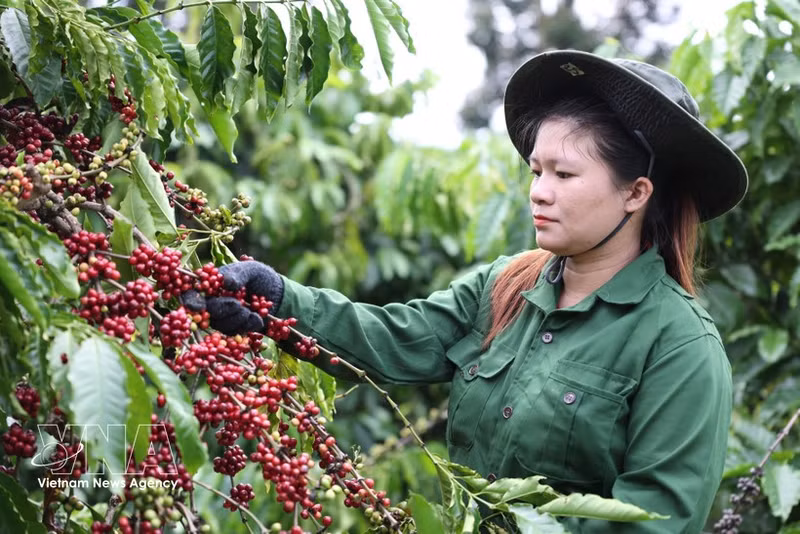 Festival del Café de Buon Ma Thuot se celebrará en marzo de 2027