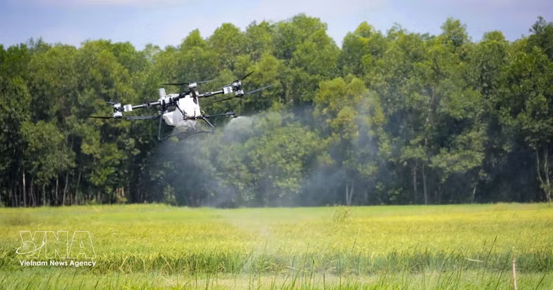 Un vehículo aéreo no tripulado rocía pesticidas en campos arroceros de la comuna de Hoa Hoi, provincia de Tay Ninh. (Foto: VNA)