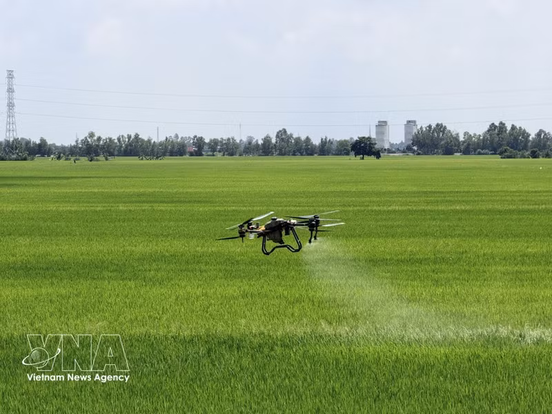 Agricultores de An Giang utilizan drones para atender sus campos. (Fuente:VNA)