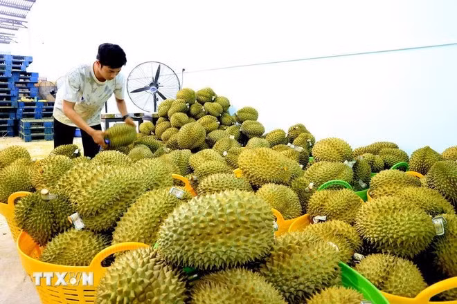Durían vietnamita para la exportación (Fuente: VNA)