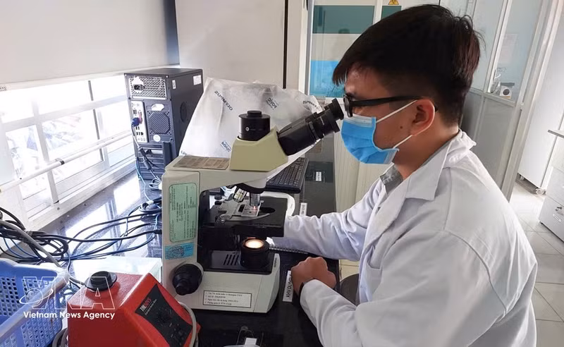 Los resultados de la investigación científica contribuyen a elevar entre un 20 por ciento y un 30 por ciento la eficiencia de la producción agrícola. (Foto ilustrativa: Bich Hong/Bnews.vnanet.vn)