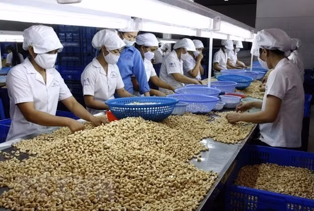 Producción de anacardos para la exportación. (Fuente: VNA)