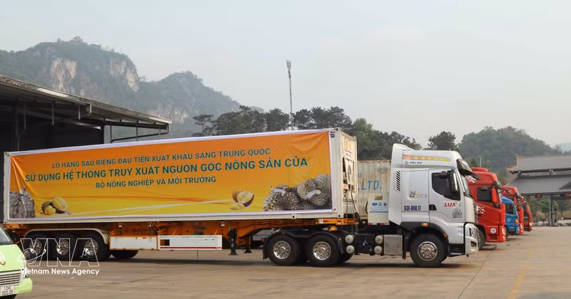 Los contenedores de fruta de durián fresca exportados desde Vietnam cuentan con un sistema de trazabilidad integral. (Foto: VNA)