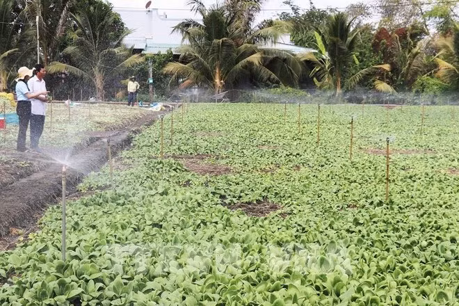 Aplicación de técnicas de riego por aspersión automática para ahorrar agua. (Foto: VNA)