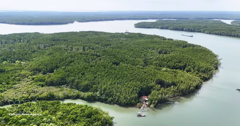 El bosque de manglares de Can Gio, un ecosistema sumidero de carbono, contribuye a la generación de créditos de carbono para el funcionamiento del mercado de carbono de Vietnam. (Foto: VNA)